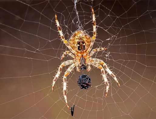 Dedetização de Aranhas no Jardim Palmares