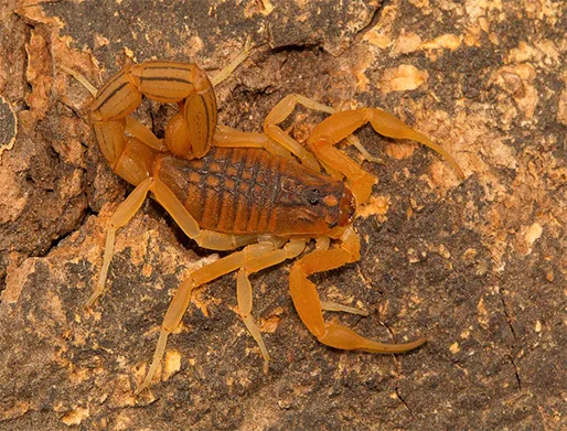 Dedetização de Escorpiões no Jardim Palmares