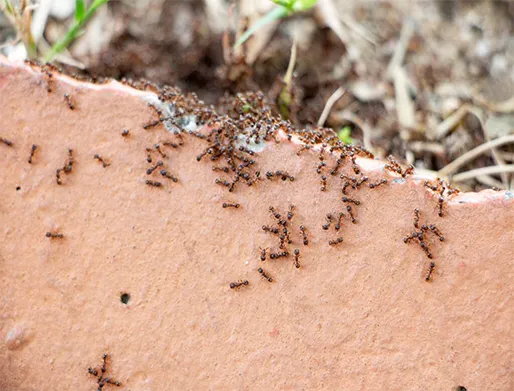 Dedetização de Formigas no Jardim Palmares