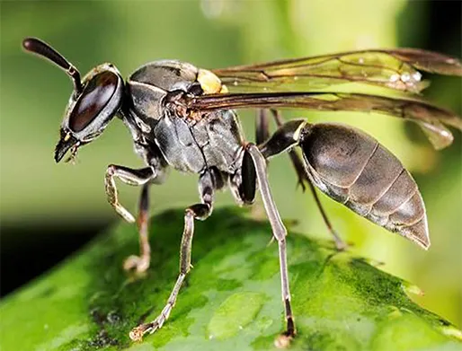 Dedetização de Marimbondos no Jardim Palmares