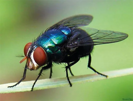 Dedetização de Moscas no Jardim Palmares