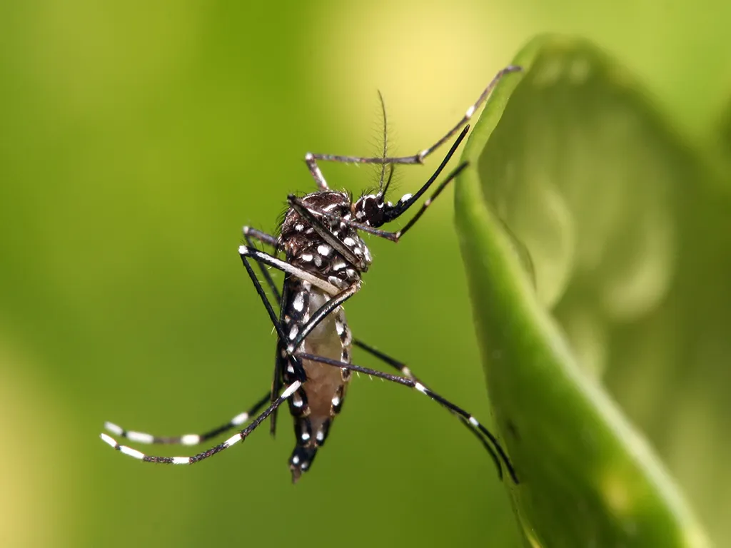Dedetização de Mosquitos no Jardim Palmares