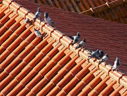 Dedetização de Pombos no Jardim Palmares