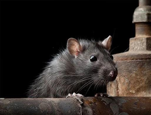 Dedetização de Ratos no Jardim Palmares